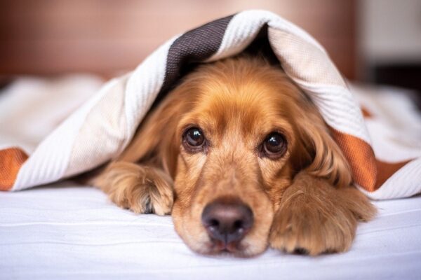 Verstopfung Bei Hunden Verstehen Ursachen Symptome Behandlung Und